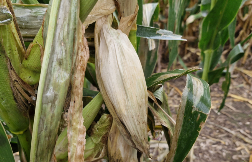 Por Chicharrita y Spiroplasma Córdoba estaría perdiendo 6 millones de tns. de maíz