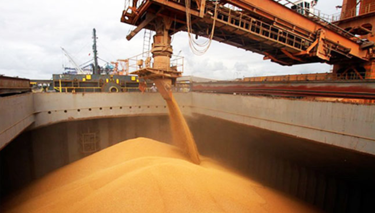 Sequía, chicharrita y precios. Recortan proyecciones de exportación de granos para 2024