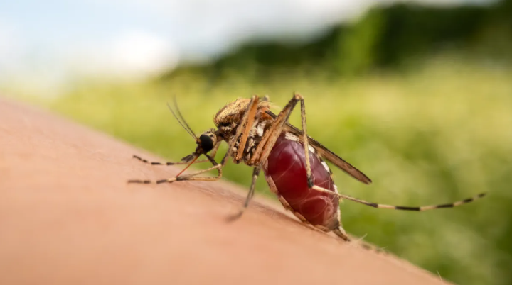 Dengue: una especialista del Malbrán advirtió que 