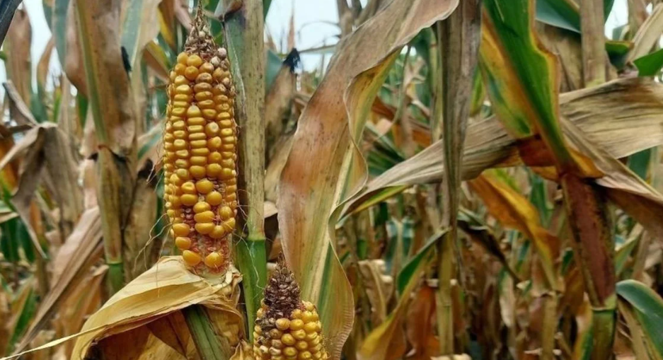 La chicharrita de maíz: un cisne negro que acelera la integración y diversificación productiva