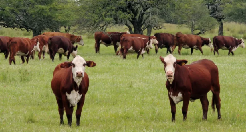 BIENESTAR ANIMAL: LLEGA UN CERTIFICADO EUROPEO QUE VA MÁS ALLÁ DE LAS INSTALACIONES Y EL PERSONAL