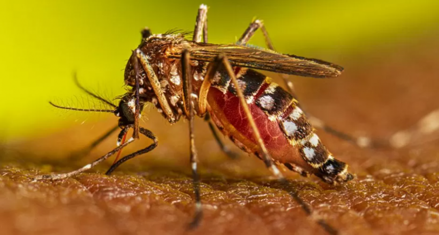 Dengue: el Ministerio de Salud confirmó más de 250 mil casos, una baja de contagios y casi 200 muertos