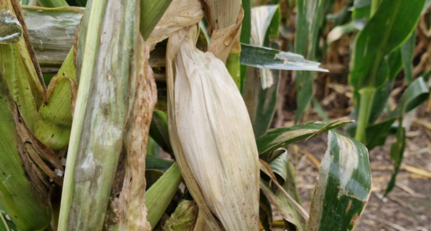 Por Chicharrita y Spiroplasma Córdoba estaría perdiendo 6 millones de tns. de maíz