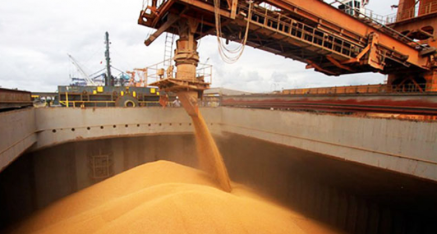Sequía, chicharrita y precios. Recortan proyecciones de exportación de granos para 2024