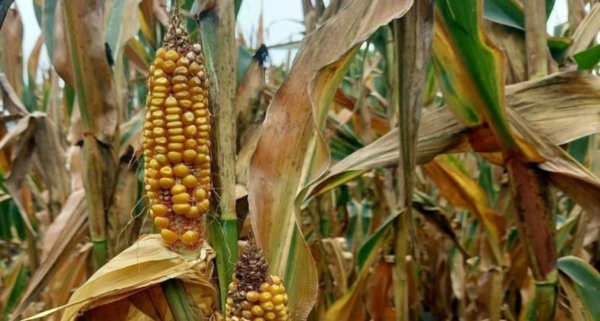 La chicharrita de maíz: un cisne negro que acelera la integración y diversificación productiva