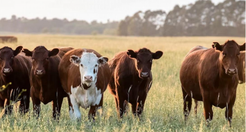 ¿Dónde están las vacas?