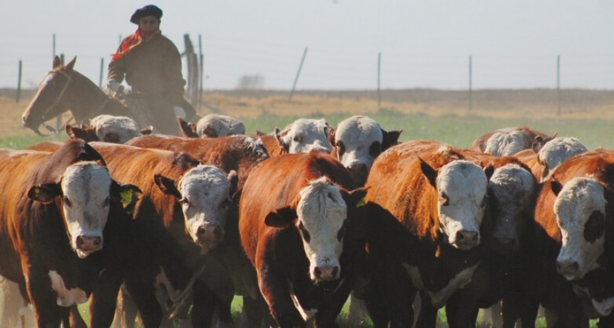 El financiamiento, otra “vaca flaca” en un sector ganadero que no logra despegar