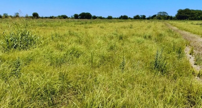 Confección de forrajes: pautas para “pasar el invierno” en las zonas donde el verano dejó sequía