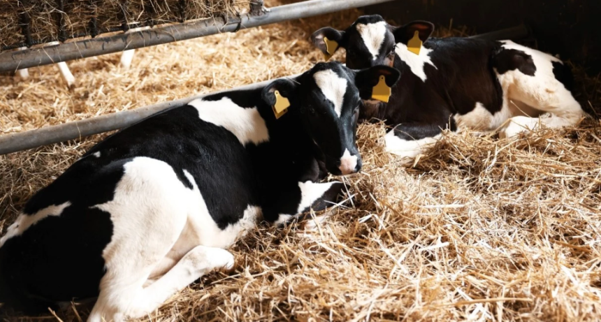 Por qu&eacute; la menor oferta de terneros est&aacute; reconfigurando el negocio ganadero