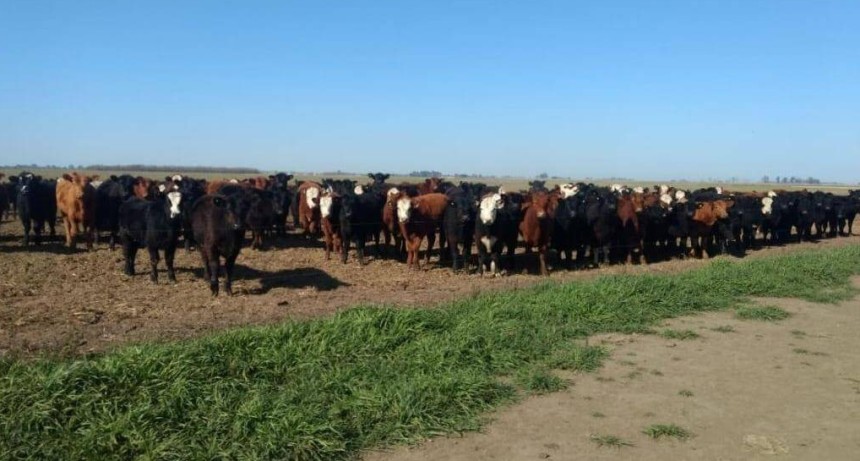 Retenci&oacute;n y recr&iacute;a: los n&uacute;meros del primer trimestre confirman el cambio de estrategia ganadera