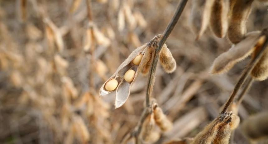 Soja: la presi&oacute;n de cosecha se intensifica en medio de la tensi&oacute;n en Medio Oriente