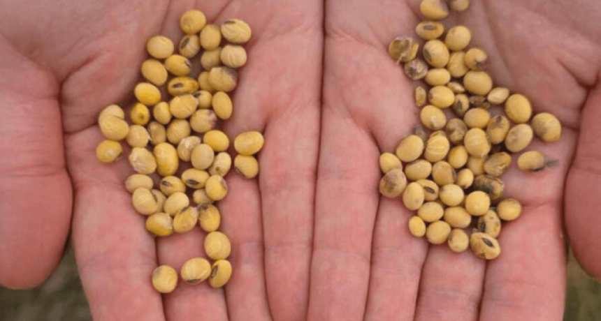 Las semillas y la propiedad intelectual: Argentina pierde por goleada en gen&eacute;tica de soja frente a Brasil