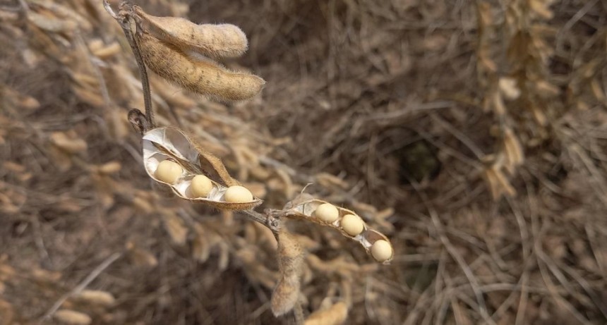 Informe de la Bolsa de Comercio de Santa Fe al 14 de abril del 2026