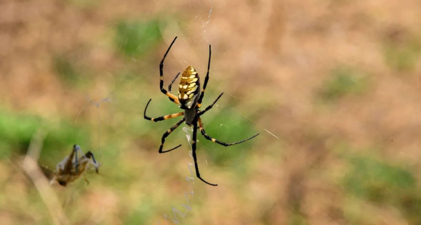 Con veneno de ara&ntilde;as proyectan un bioinsecticida de precisi&oacute;n contra plagas resistentes