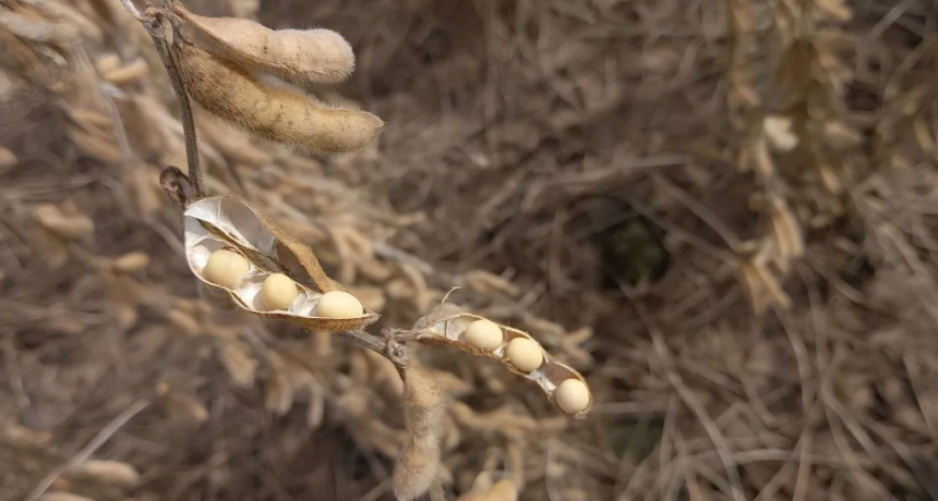 Llueve sobre mojado: las precipitaciones no permiten retomar la cosecha