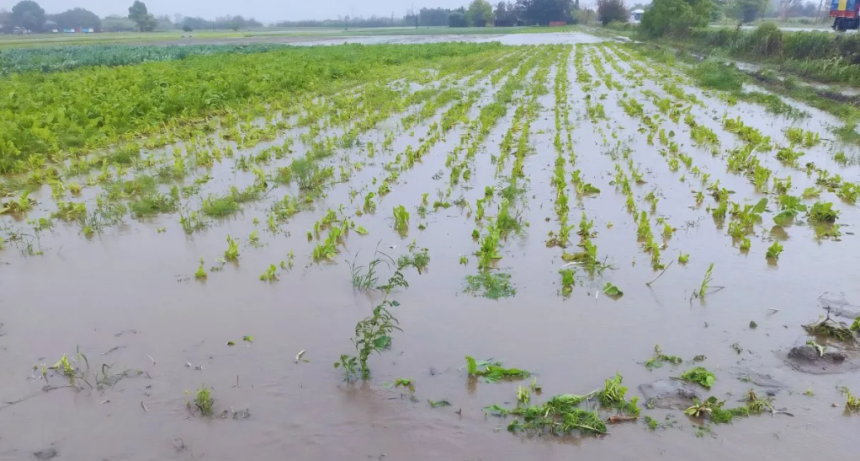Lluvias complican al cintur&oacute;n hort&iacute;cola santafesino: anegamientos y p&eacute;rdidas para los quinteros