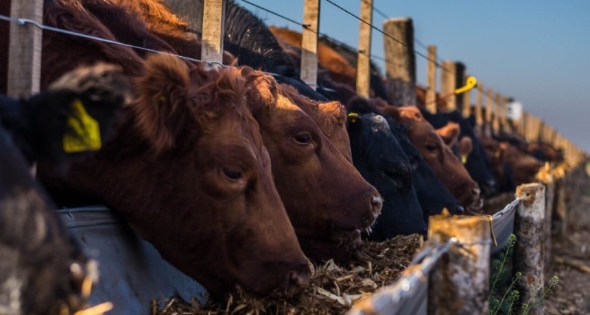 El boom ganadero y algunas dudas en el feedlot: &ldquo;&iquest;Cu&aacute;nto hay para seguir creciendo si el consumidor te pone un techo?&rdquo;