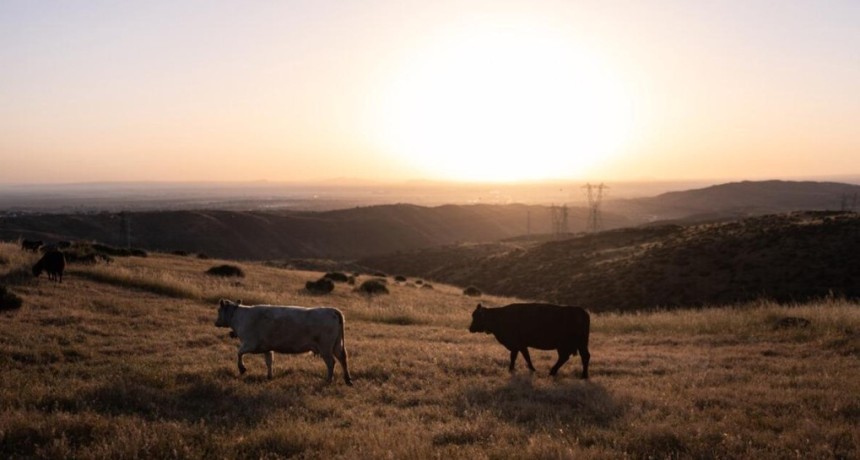 Carne r&eacute;cord en Estados Unidos: el laberinto de un mercado sin vacas