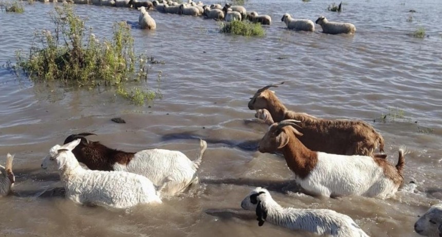 La producci&oacute;n ganadera al borde del colapso