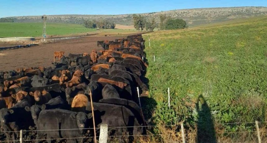 Otro viento a favor ganadero: cambia el mapa mundial de la carne y Argentina est&aacute; bien posicionada