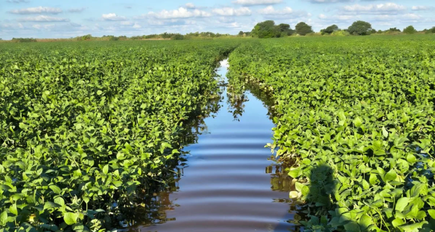 Diluvio en Villa Minetti: campos inundados y caminos intransitables ponen en peligro la cosecha de soja