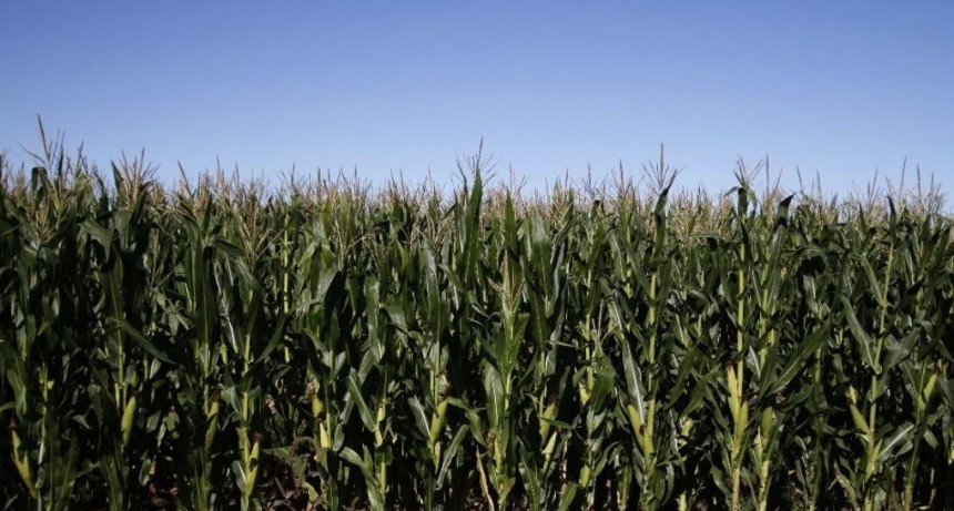 Ma&iacute;z: eval&uacute;an s&iacute;ntomas foliares que podr&iacute;an estar relacionados con la chicharrita