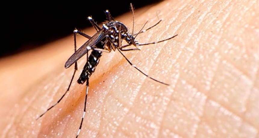 Santiago del Estero suma nuevos casos de chikungunya y ya son 47 en medio del brote