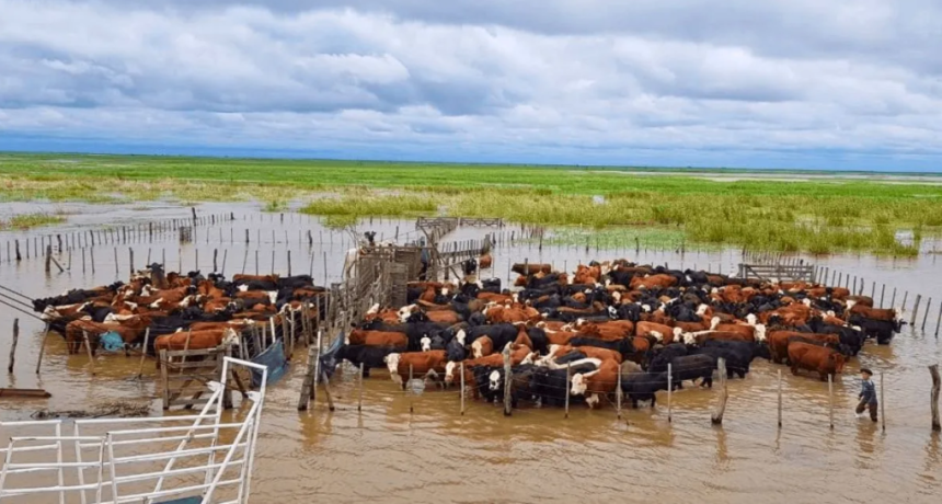 Emergencia h&iacute;drica: extienden la vacunaci&oacute;n antiaftosa en el centro norte de Santa Fe