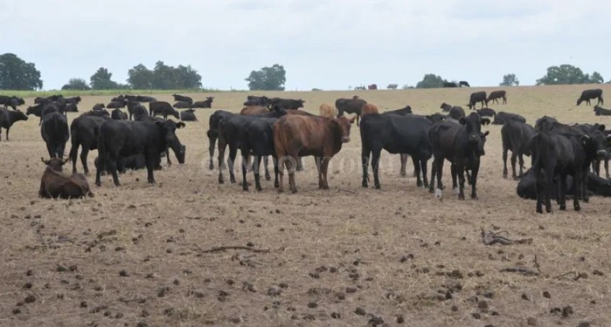 Santa Fe solicitó a nación que homologue la emergencia agropecuaria hasta septiembre