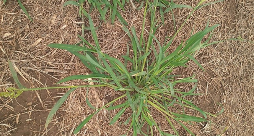 Confirman resistencia a glifosato en una nueva especie del género Echinochloa