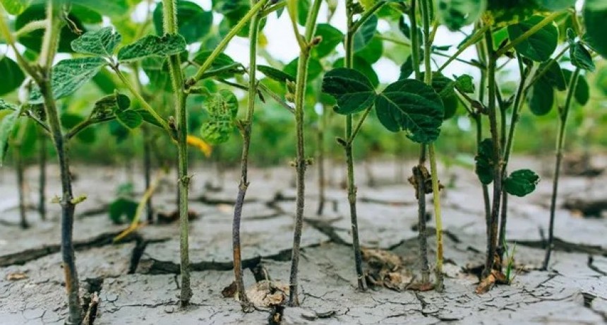 Busca una doble Ni&ntilde;a y encontrar&aacute;s una crisis, busca una triple Ni&ntilde;a y hallar&aacute;s una tragedia: &iquest;El caso argentino?