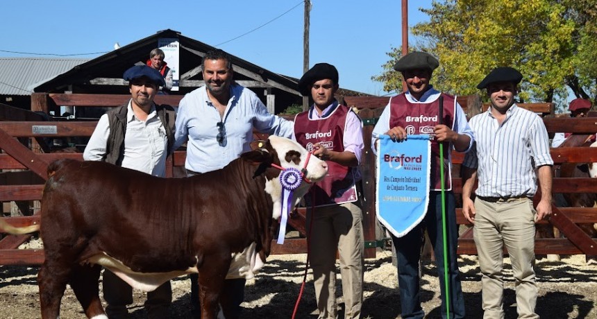 Los terneros Braford ratificaron el gran momento de la raza