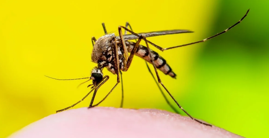 Dengue en Santa Fe: continúa el descenso de casos, pero se mantiene la alerta
