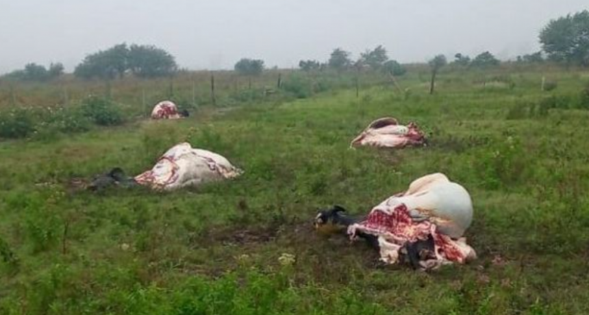 La zona limítrofe entre Santa Fe y Córdoba sigue escribiendo capítulos de una inseguridad que crece, y que agrega ribetes cada vez más preocupantes.