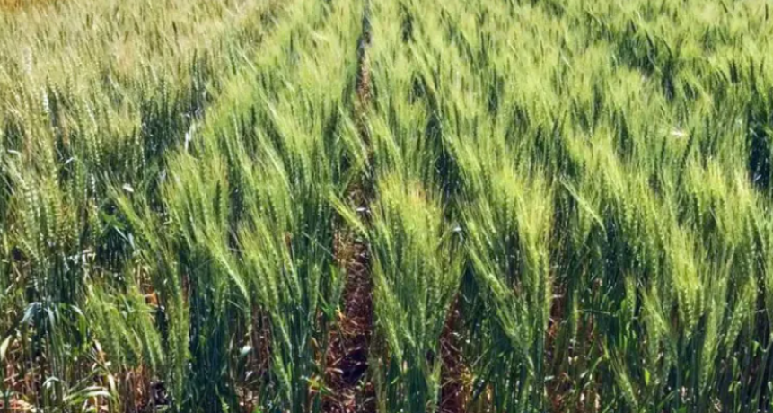 TRIGO EN SANTA FE: CUALES SON LAS FECHAS ÓPTIMAS DE SIEMBRA PARA CADA ZONA