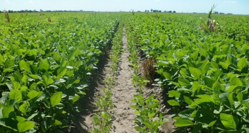 La agroindustria del centro norte santafesino aportará 468,3 millones de dólares por retenciones