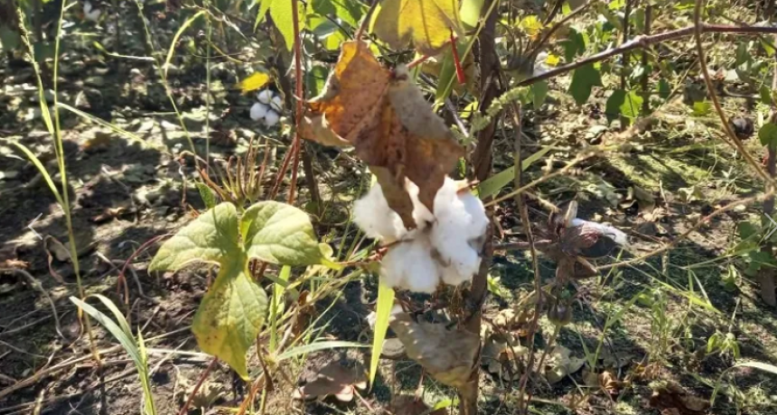 SE COSECHA MAÍZ DE SEGUNDA, PERO CON PÉSIMOS RINDES CULPA DE LA CHICHARRITA