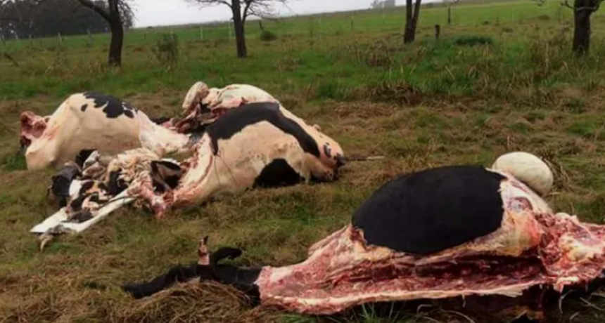 DURO RECLAMO DE LA RURAL DE RAFAELA: 