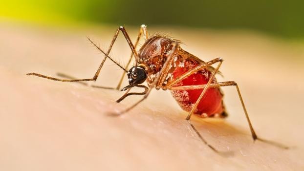 Dengue en Santa Fe: desde el Área de Salud destacan la baja de casos en comparación al 2024
