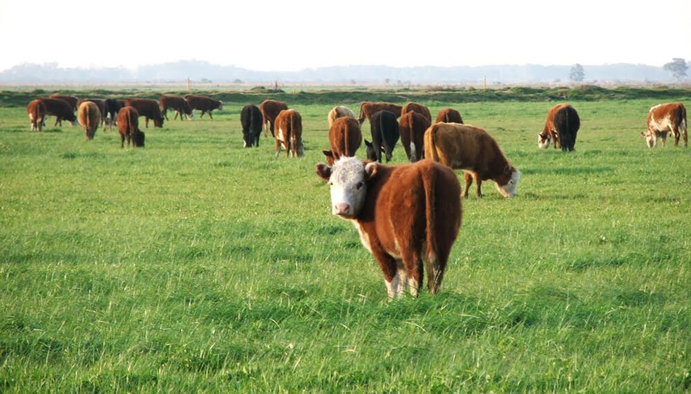 La recría pisa fuerte, acompañada por un clima que favorece la oferta forrajera