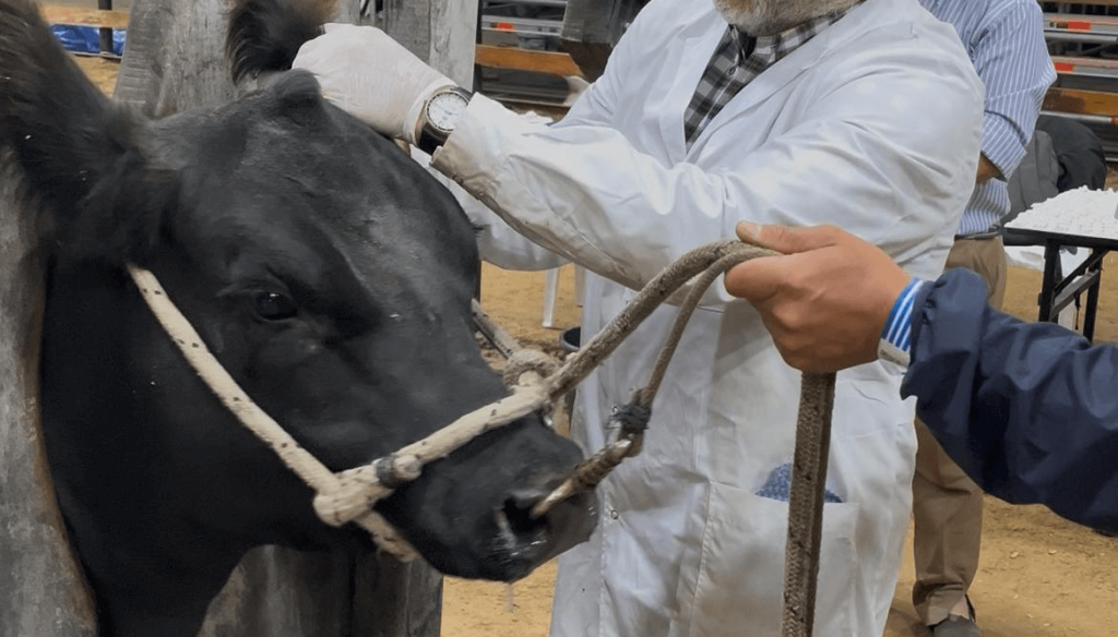 Con una participación récord de 590 ejemplares, los Angus buscan sus campeones de otoño