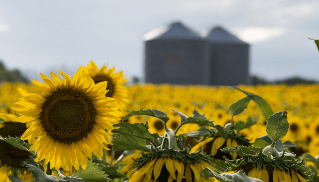 Dato oficial: la cosecha de girasol cerró con un crecimiento del 28,2%