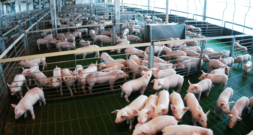 Desde Marcos Paz, partió el primer embarque de carne porcina argentina rumbo a Filipinas