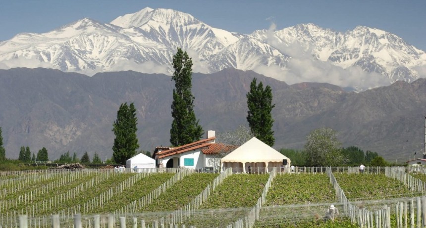Vinos centenarios: en Argentina, 14 bodegas llevan más de un siglo de producción ininterrumpida