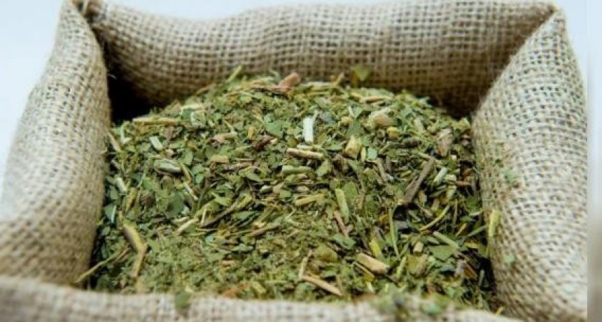 La cosecha de yerba mate cayó más del 30% en el primer trimestre del año
