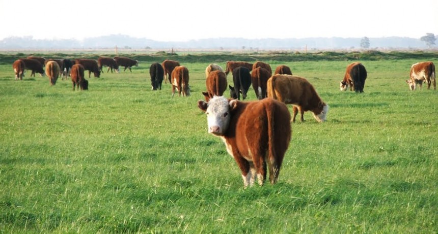La recría pisa fuerte, acompañada por un clima que favorece la oferta forrajera