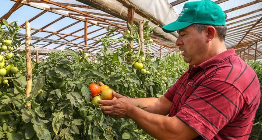 Preocupación en Cuyo: la cadena del tomate enfrenta una crisis y productores hablan de “caos”
