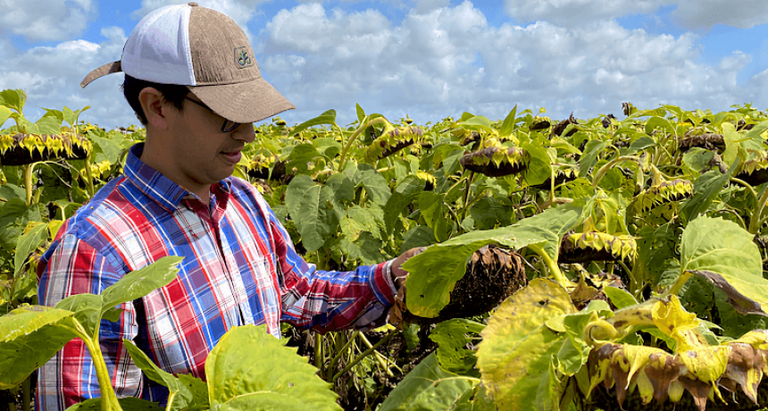 La oportunidad del girasol: con mejor tecnología, podría rendir hasta 40% más