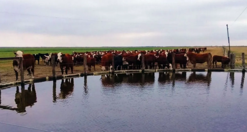 Manejo eficiente del agua: herramientas para la producción ganadera en Santa Fe