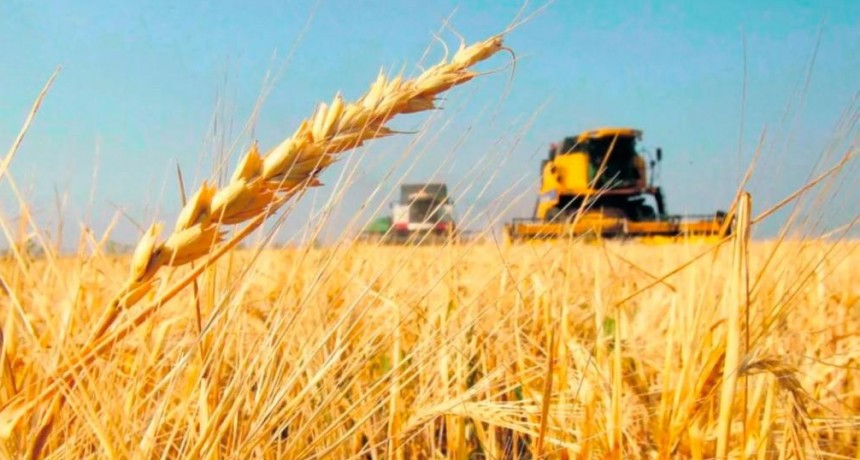 El Gobierno extendió la baja de retenciones para trigo y cebada, pero deja afuera a la soja y el maíz